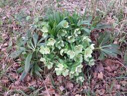 Image of Green Hellebore