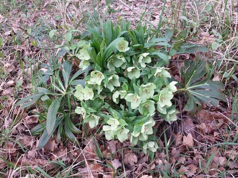 Image of Green Hellebore