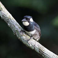 Image of Black-breasted Puffbird