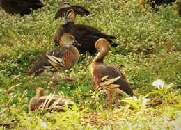 Image of Grass Whistling Duck