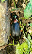 Image of Vivid Metallic Ground Beetles