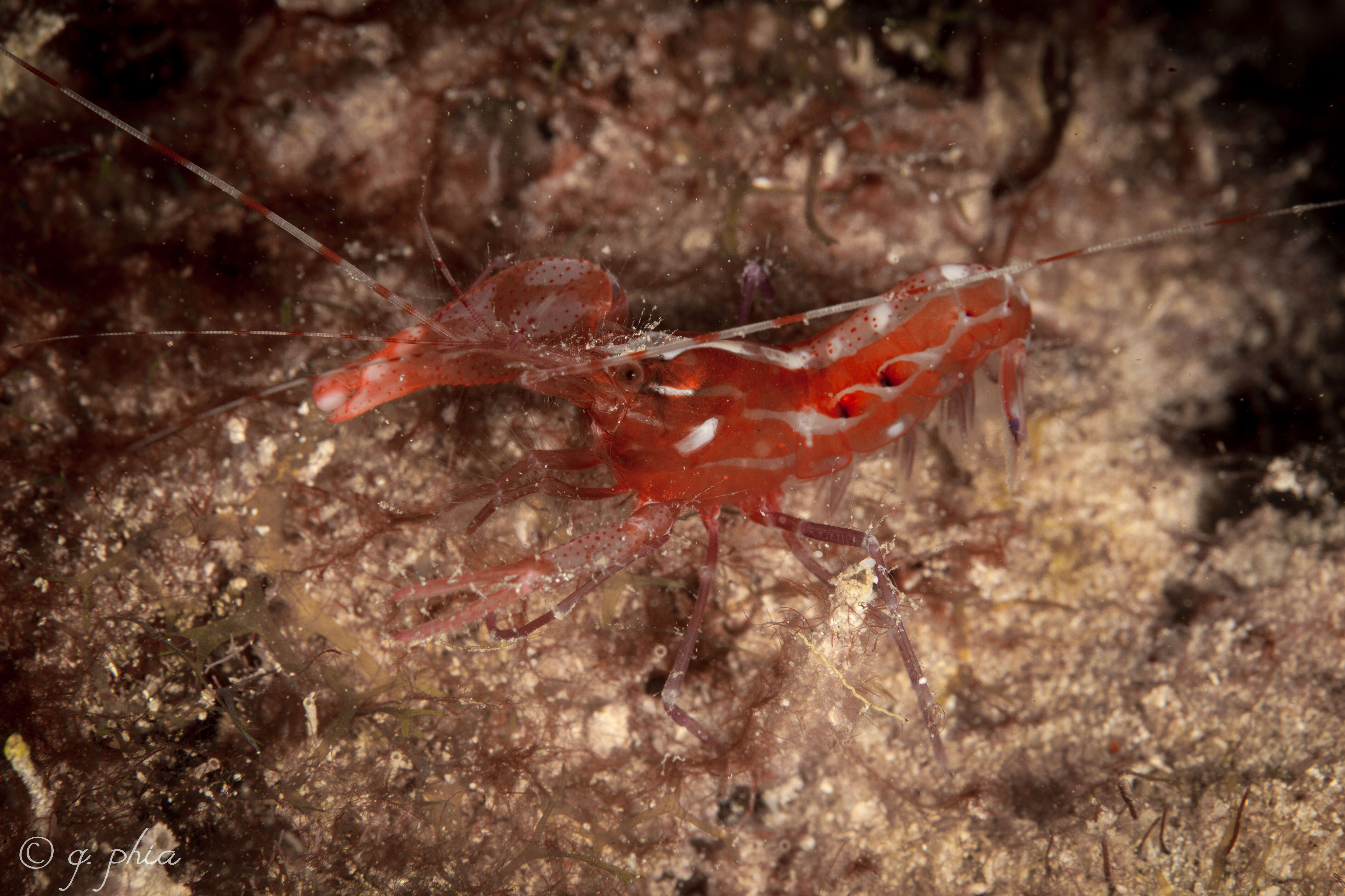 Image of brown pistol shrimp