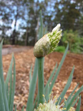 Imagem de Allium fistulosum L.