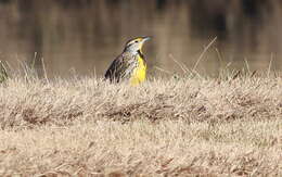 Слика од Sturnella magna (Linnaeus 1758)