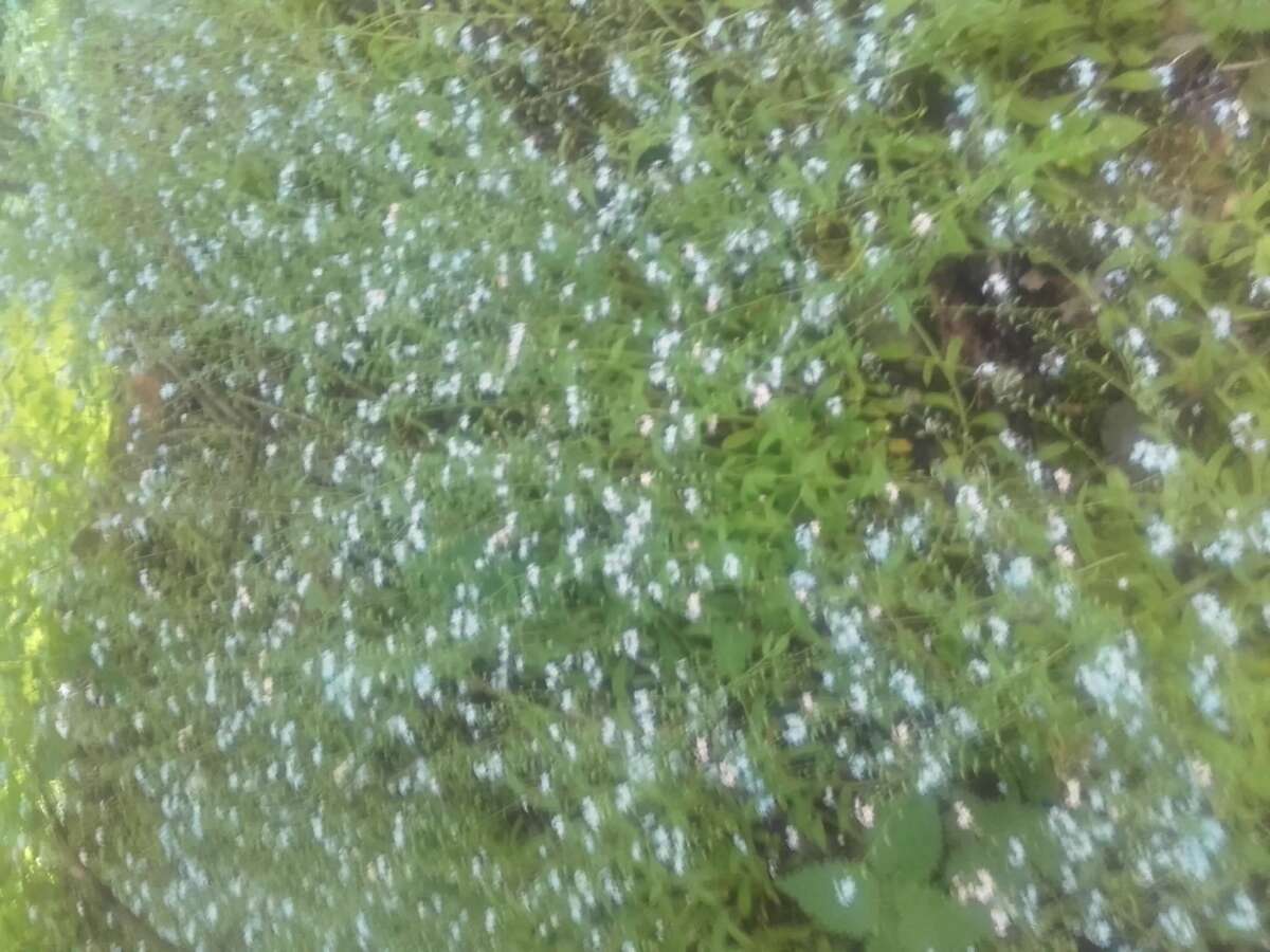 Слика од Myosotis arvensis (L.) Hill