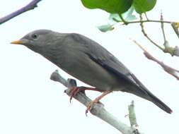 Image of Chestnut-tailed Starling