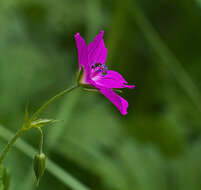 Imagem de Geranium palustre L.