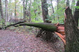 Image de Quercus velutina Lam.