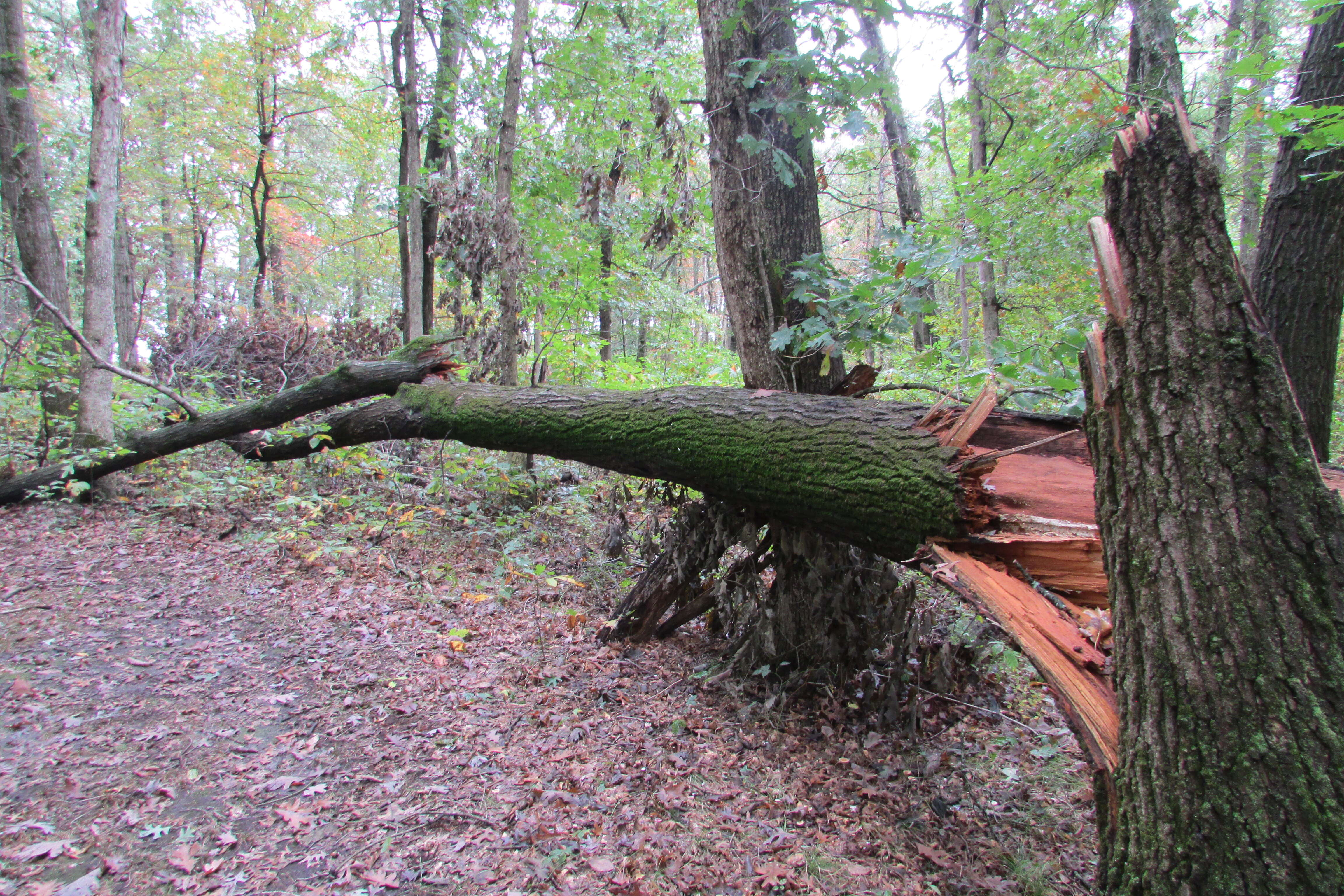 Image of Black Oak