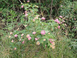 Image of lantana