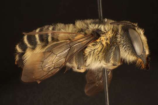 Image of Megachilini