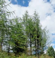 Image of Sikkim Larch