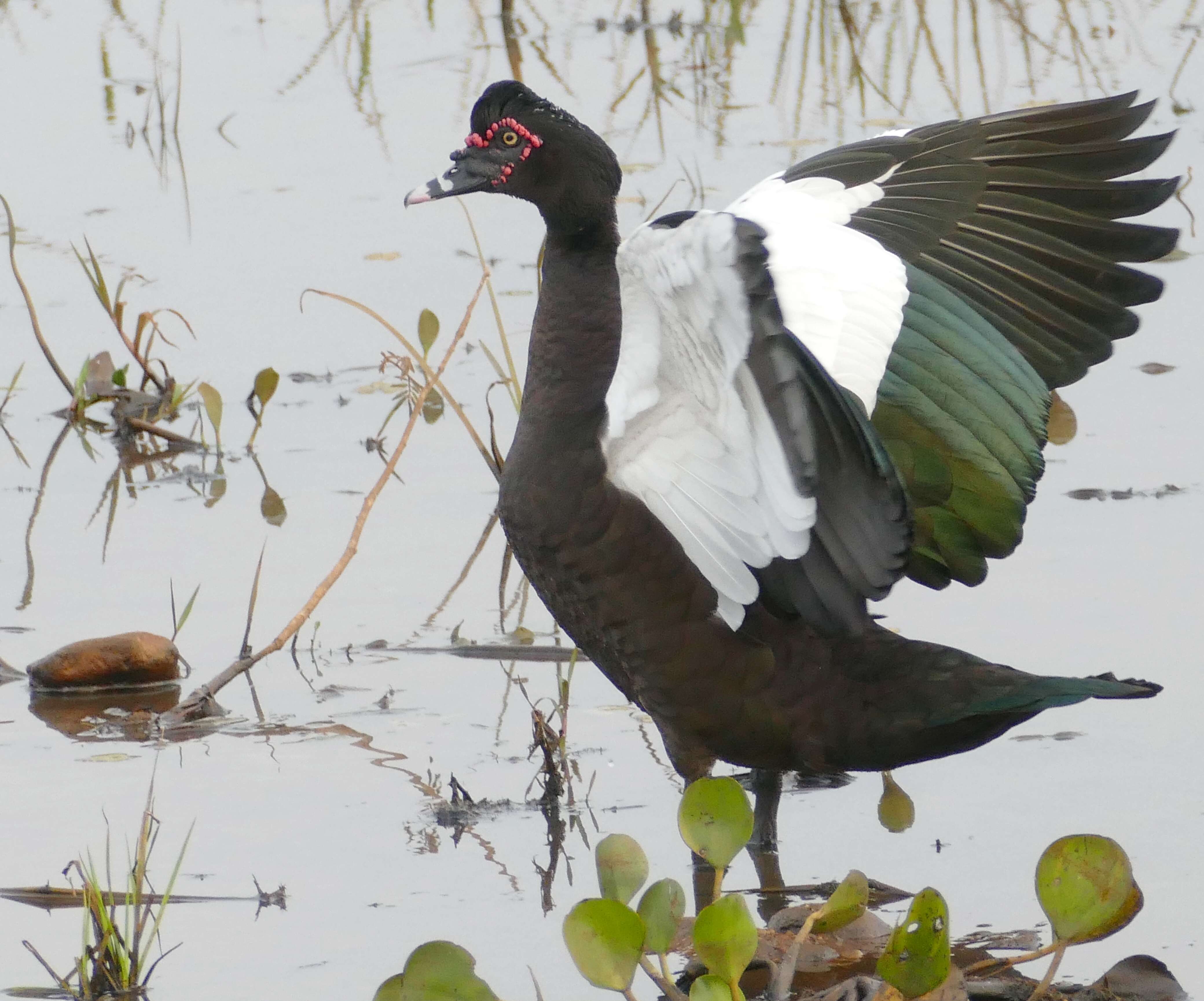 Image of Cairina Fleming & J 1822