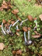 Image of Psilocybe makarorae P. R. Johnst. & P. K. Buchanan 1995