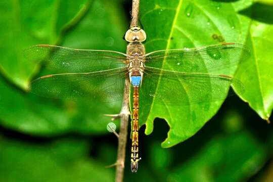 Image of Vagrant Emperor Dragonfly