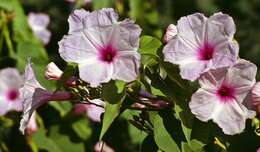 Слика од Ipomoea carnea Jacq.