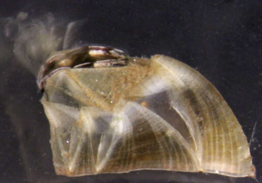 Image of bay barnacle