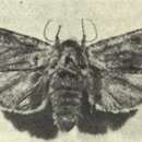 Image of Ichneutica nobilia