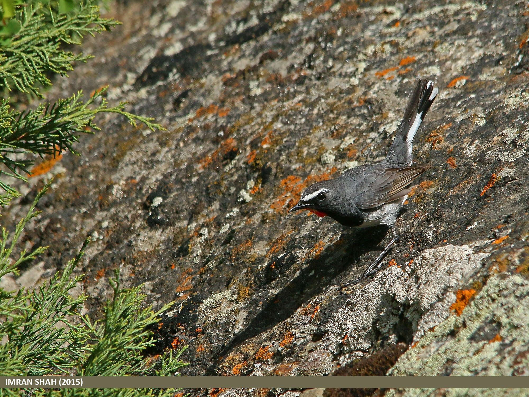 Image of Himalayan Rubythroat