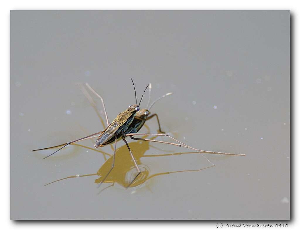 Image of Pond Skate