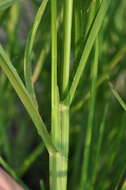 Image of Indian goosegrass