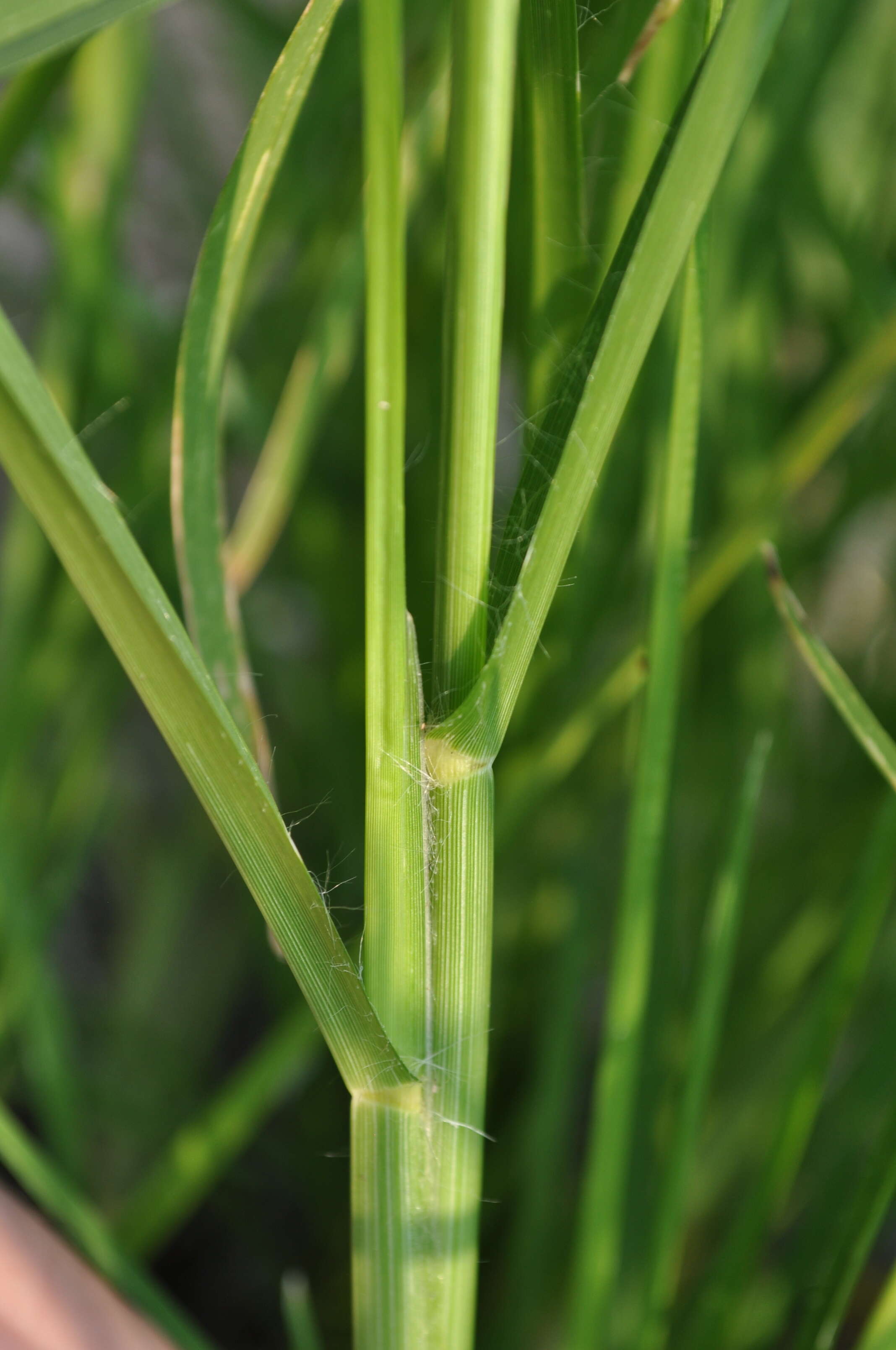 Plancia ëd Eleusine indica (L.) Gaertn.