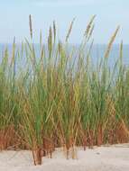 Image of European beachgrass