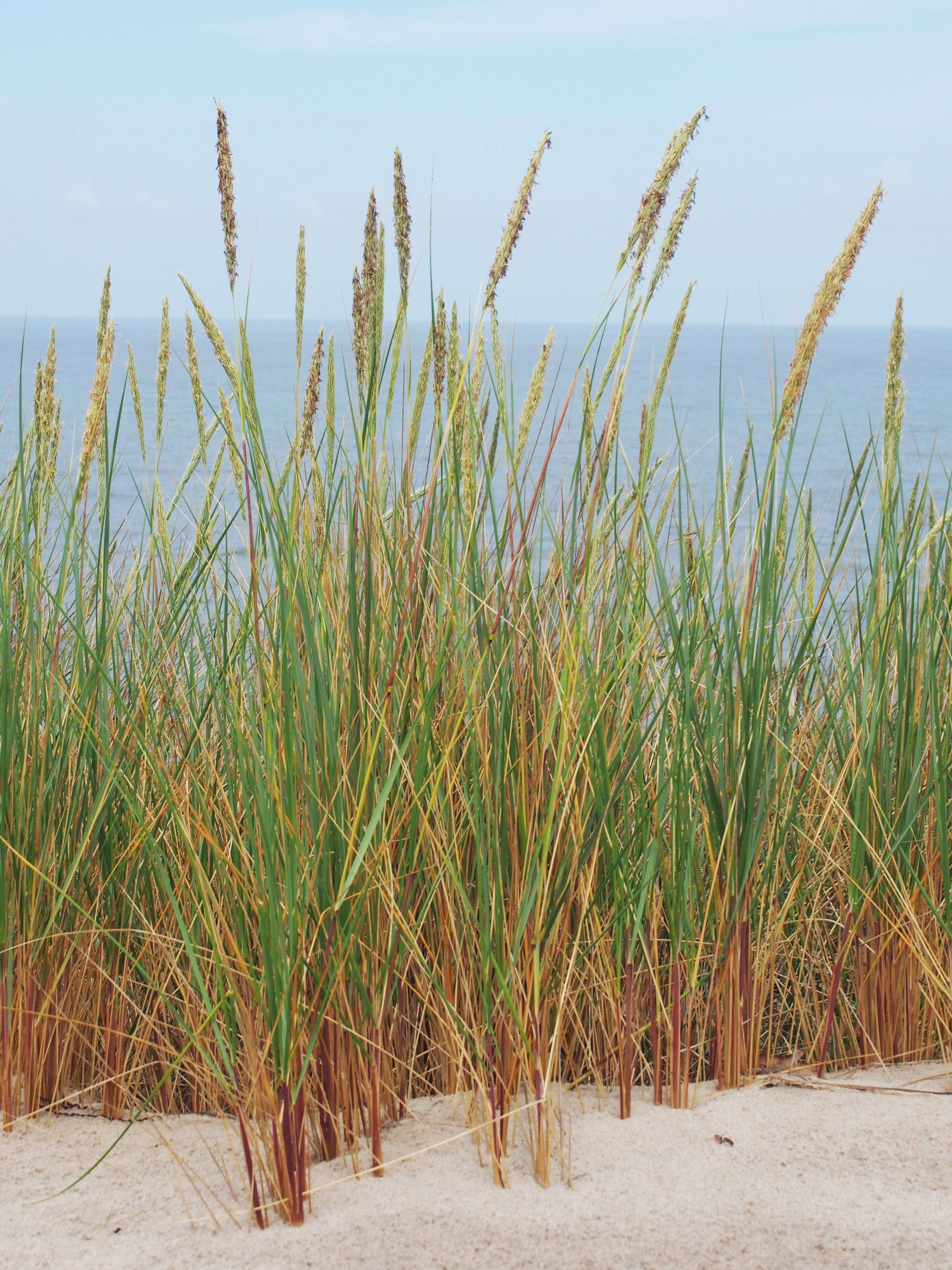 Image of European beachgrass