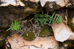 Image of purple cliffbrake