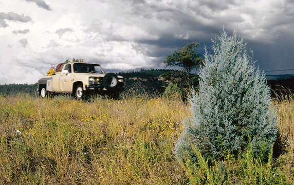 Cupressus arizonica var. glabra (Sudw.) Little resmi