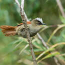 Image of Marcapata Spinetail