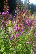 Слика од Liatris scariosa (L.) Willd.