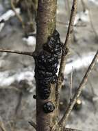 Image of Black Witches' Butter