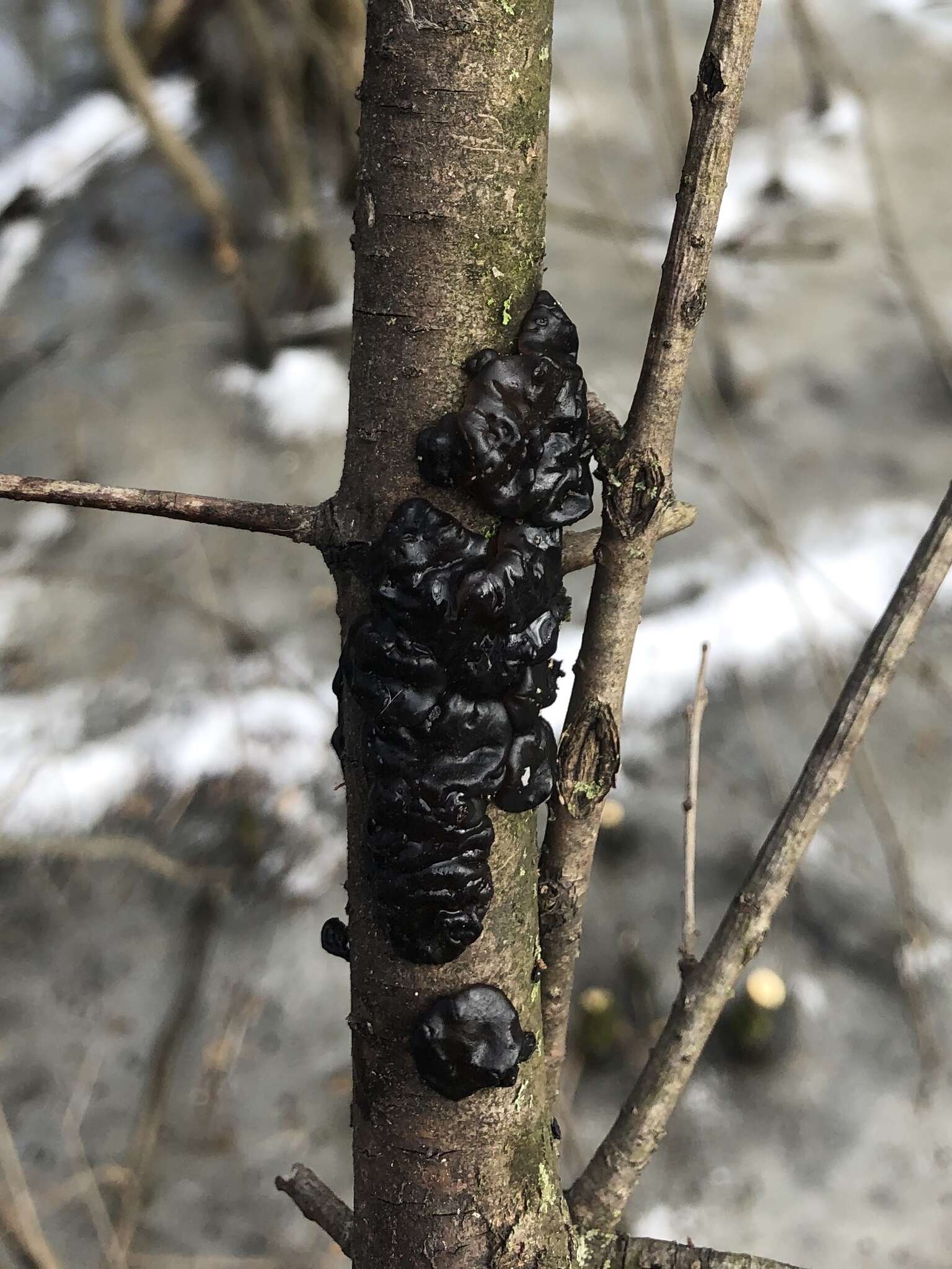 Image of Black Witches' Butter