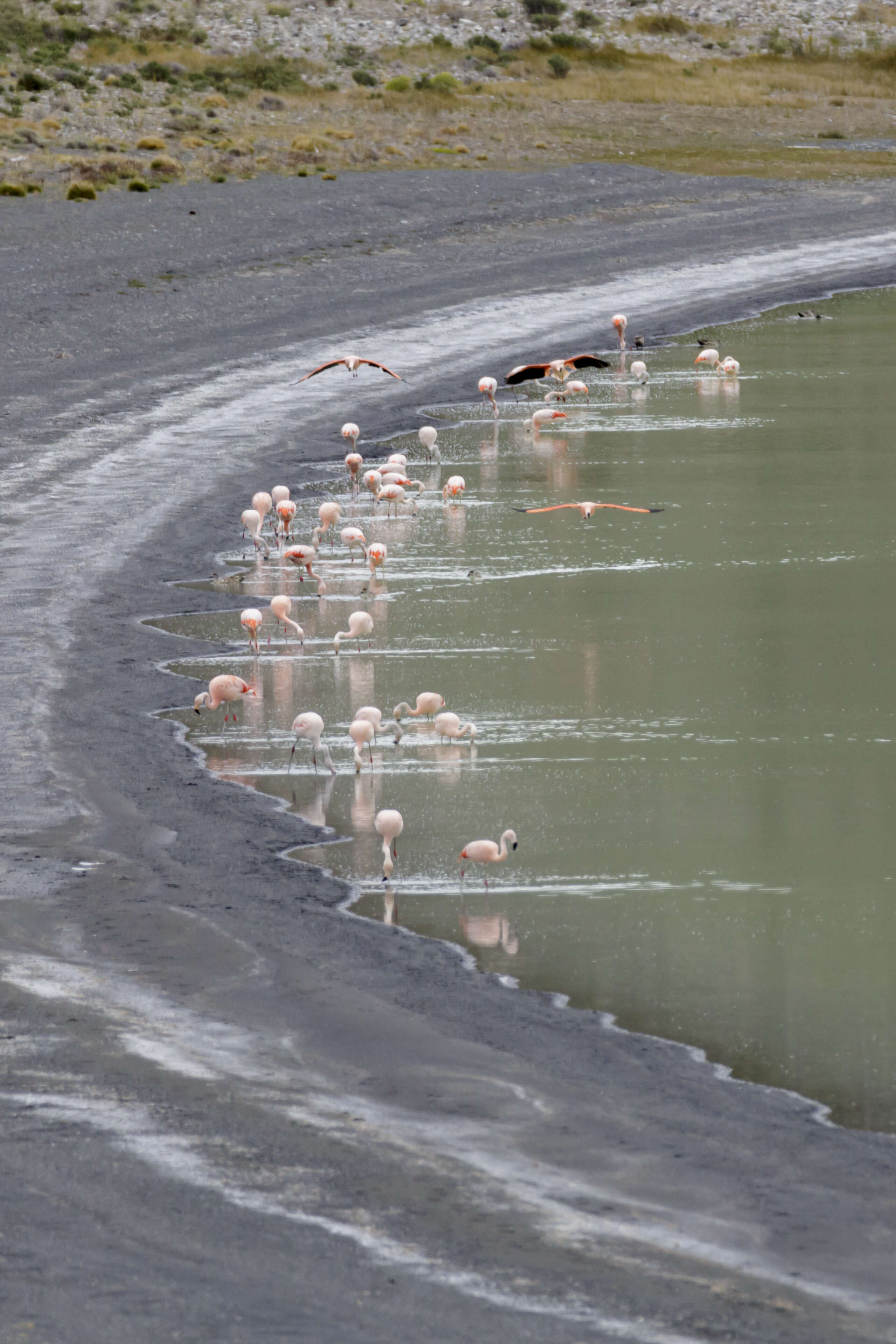 Imagem de Phoenicopterus chilensis Molina 1782