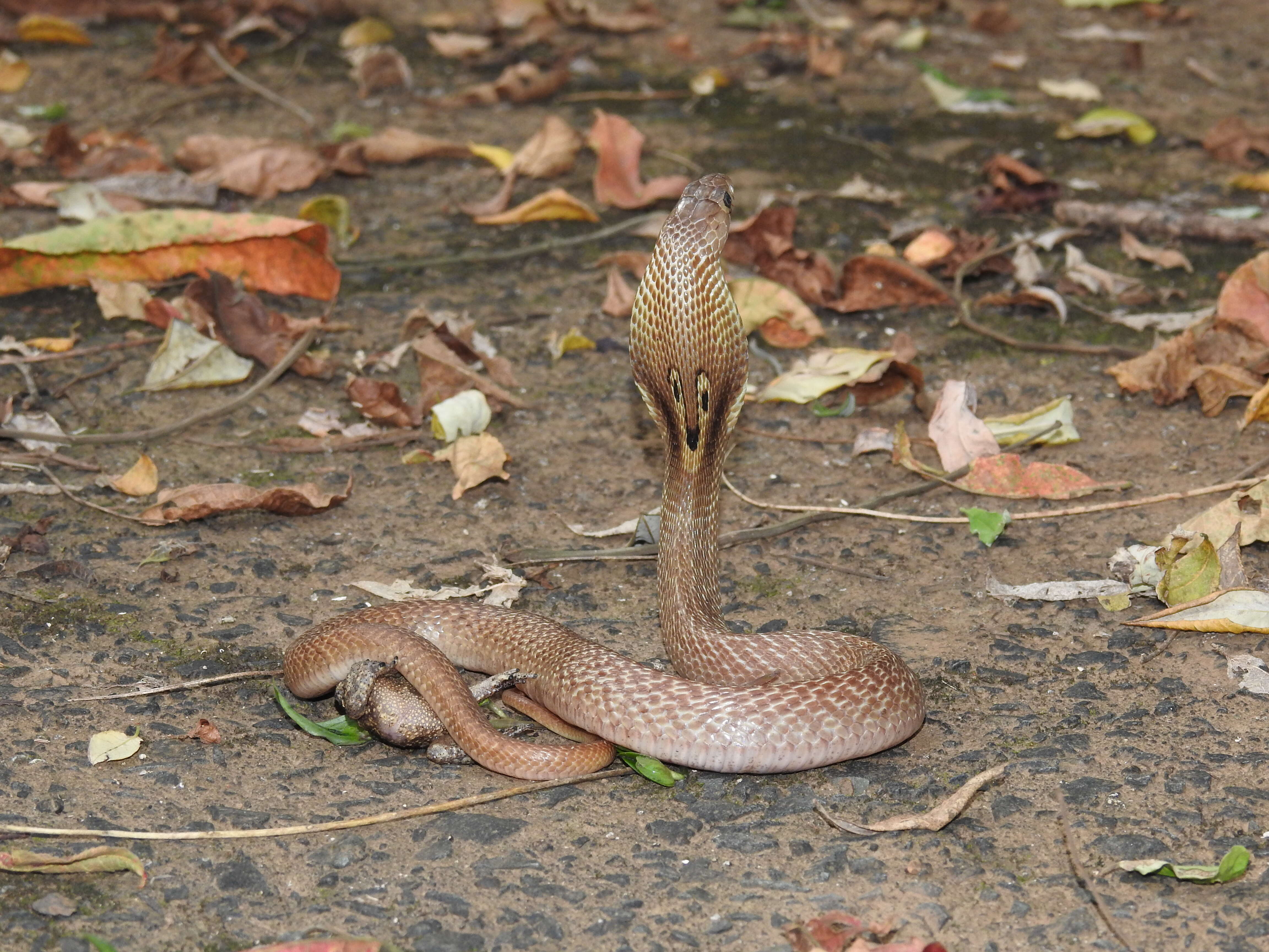 Image of Indian cobra