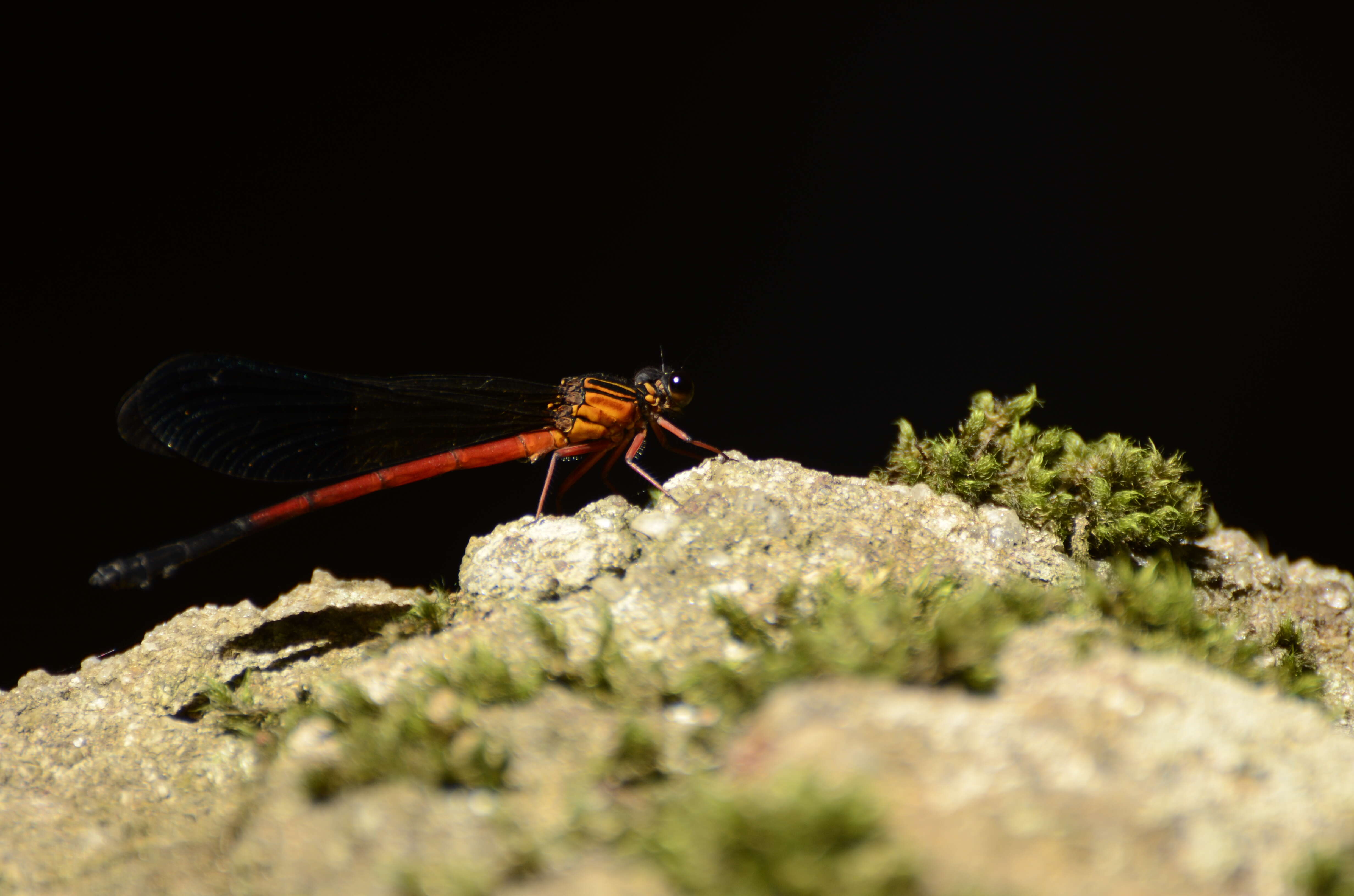 Image of Euphaea cardinalis (Fraser 1924)