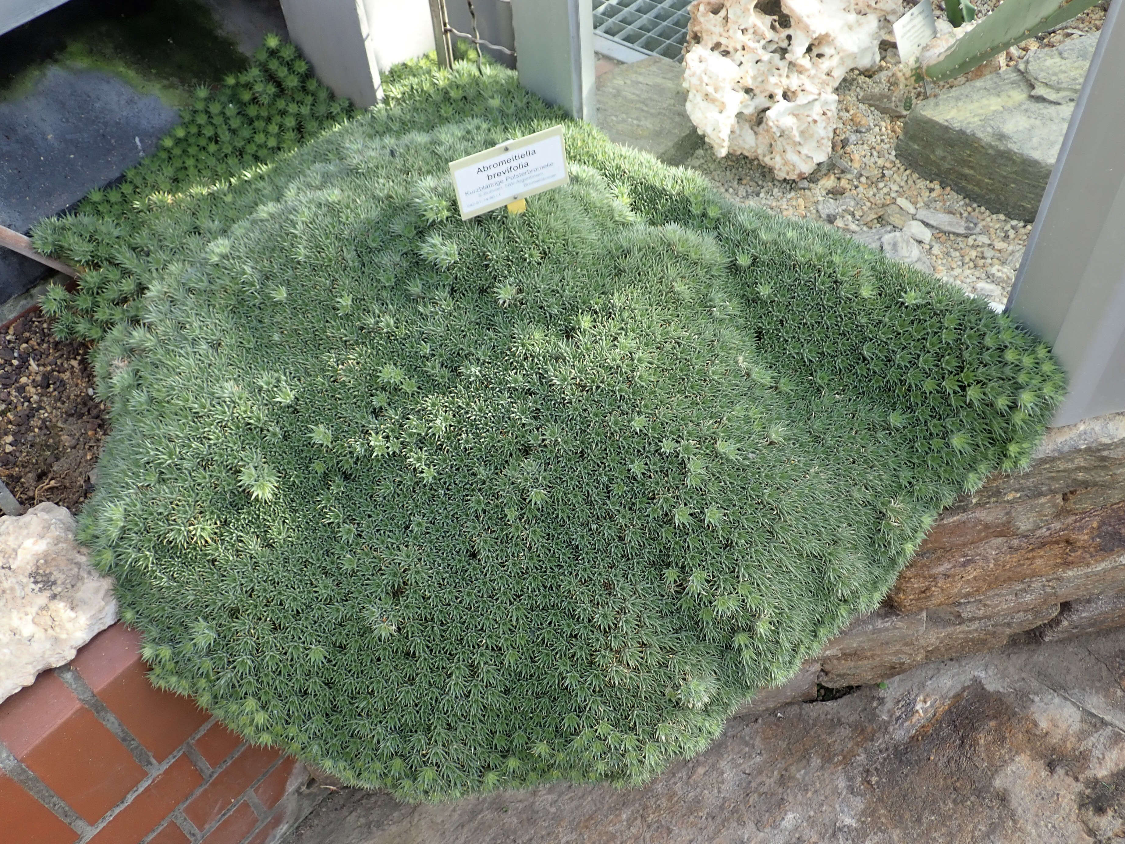 Image of Deuterocohnia brevifolia (Griseb.) M. A. Spencer & L. B. Sm.