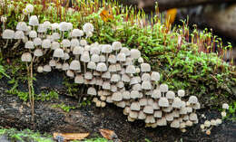 Image of Trooping Inkcaps