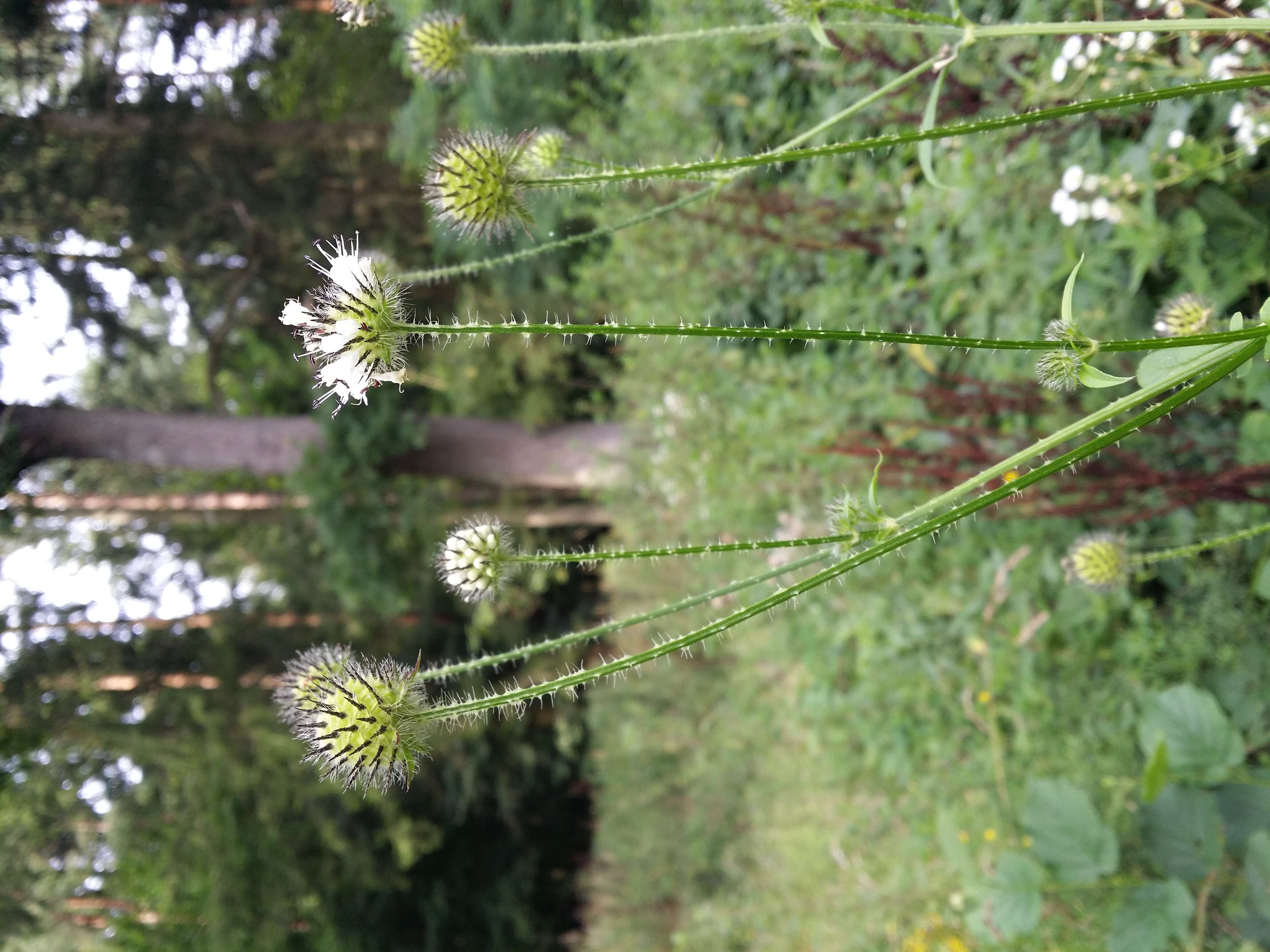 Image of small teasel