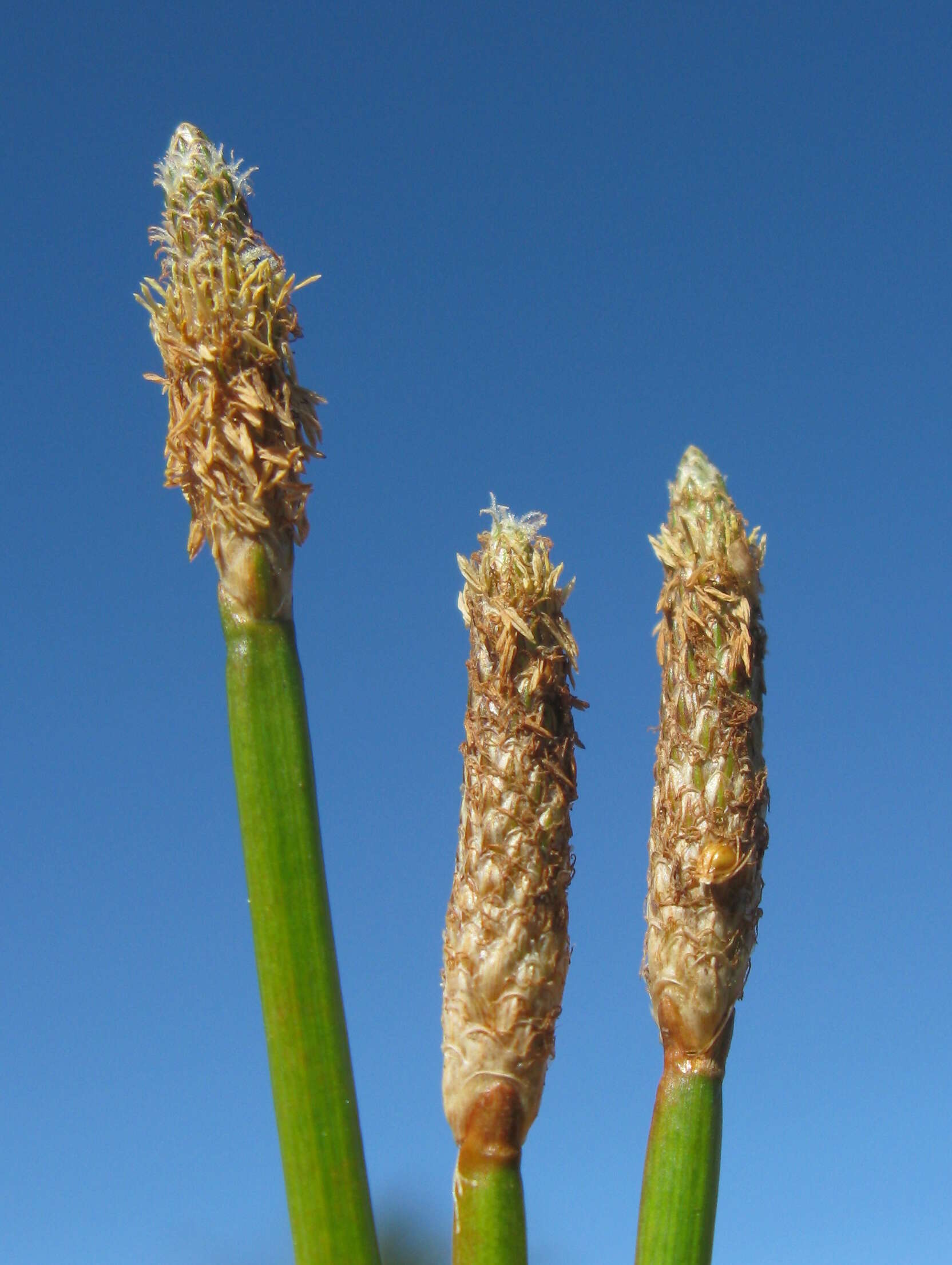 صورة Eleocharis cylindrostachys Boeckeler