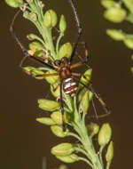 Latrodectus renivulvatus Dahl 1902的圖片