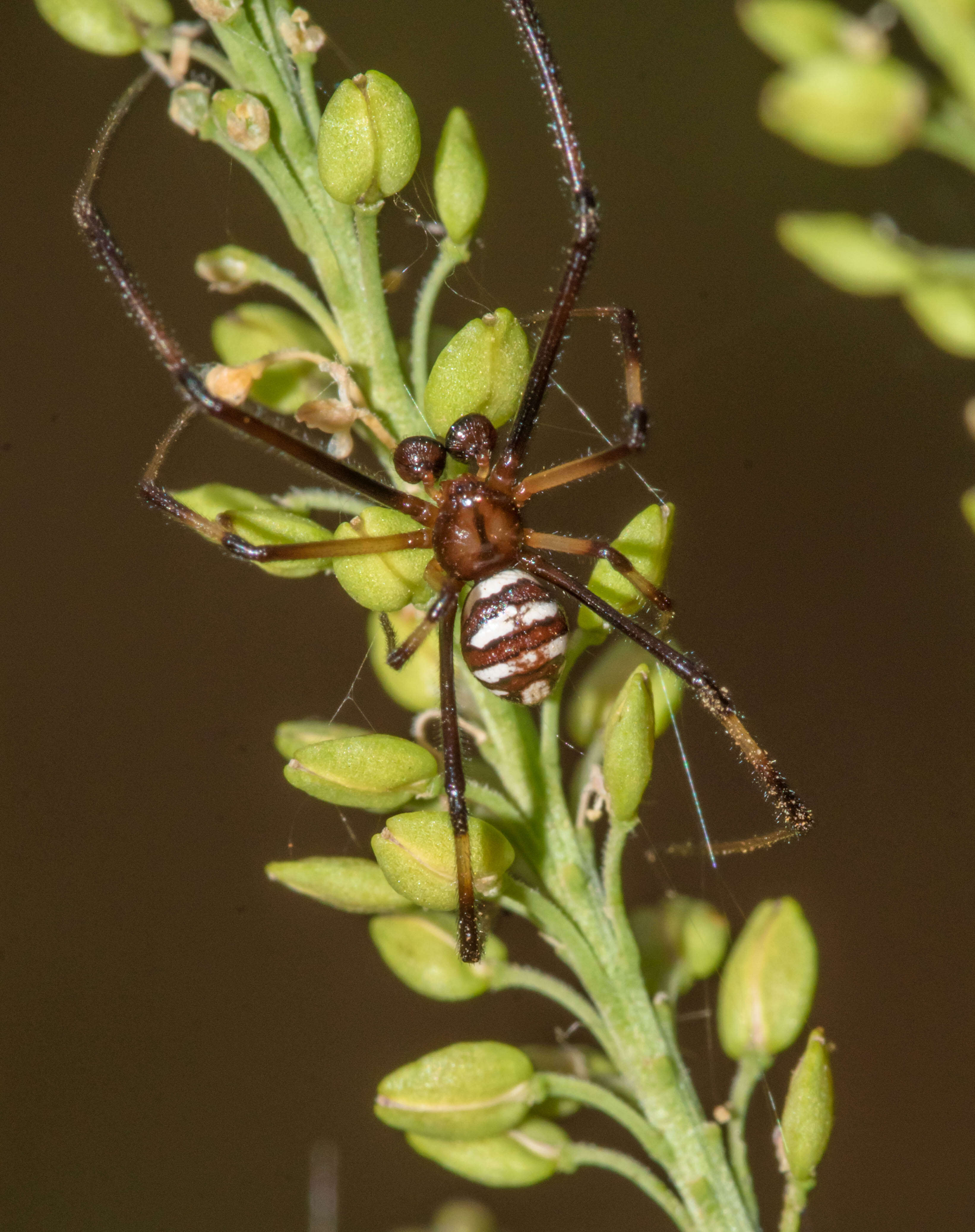 Latrodectus renivulvatus Dahl 1902的圖片