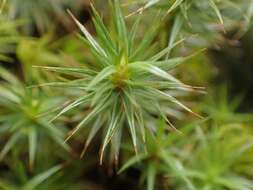 Image of juniper polytrichum moss