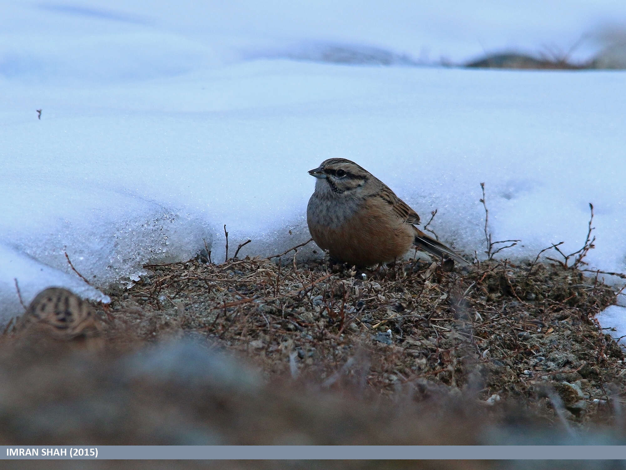 Image of European Rock Bunting