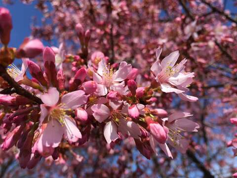 Image of Prunus × incam