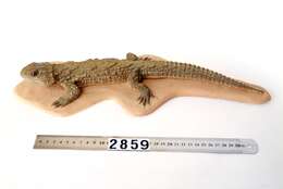 Image of Cook Strait Tuatara