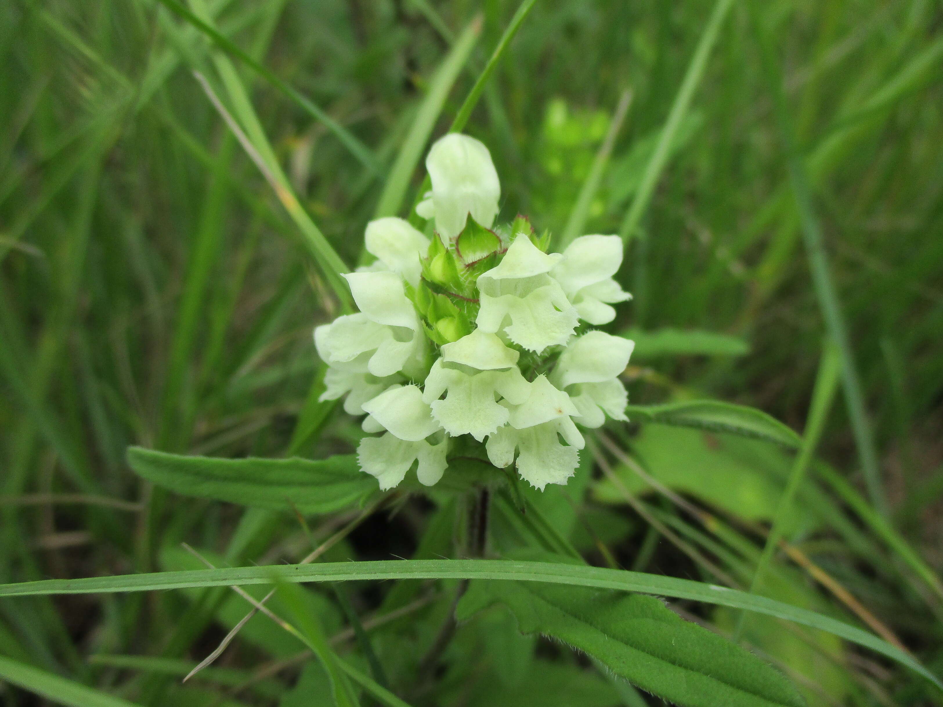 Image of cutleaf selfheal