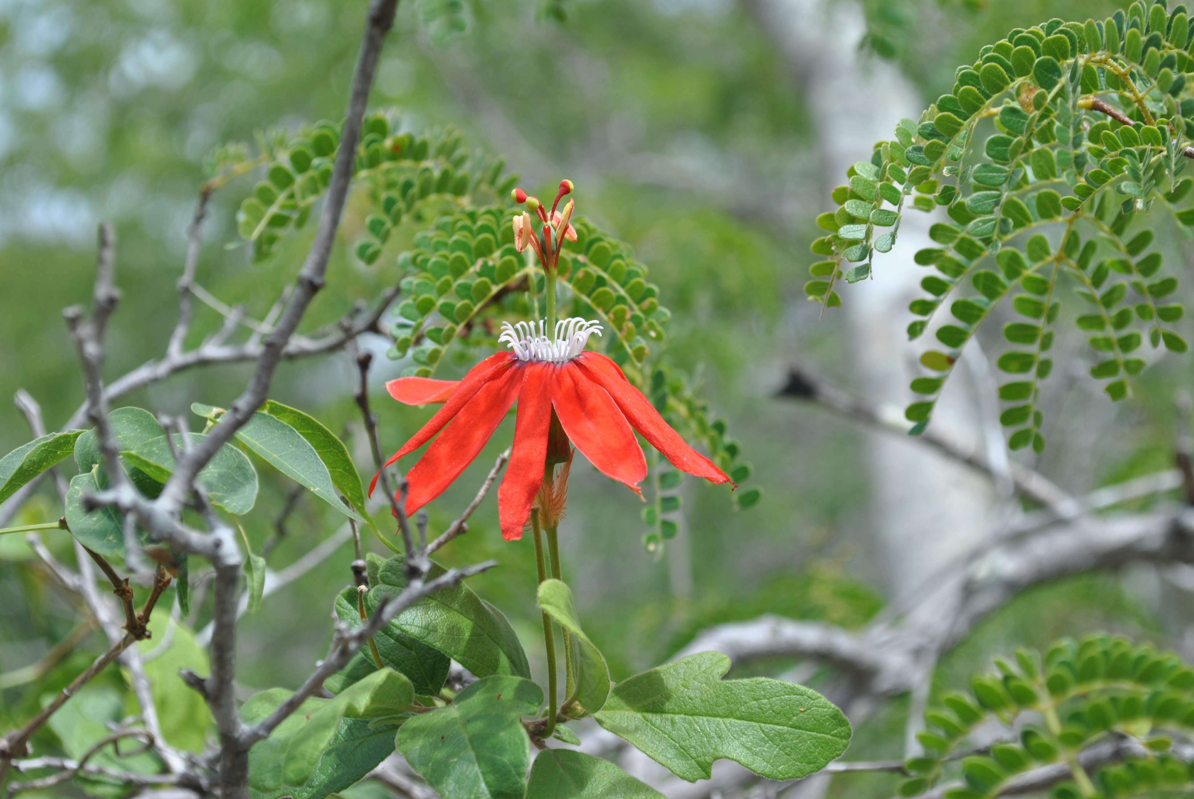 Слика од Passifloraceae