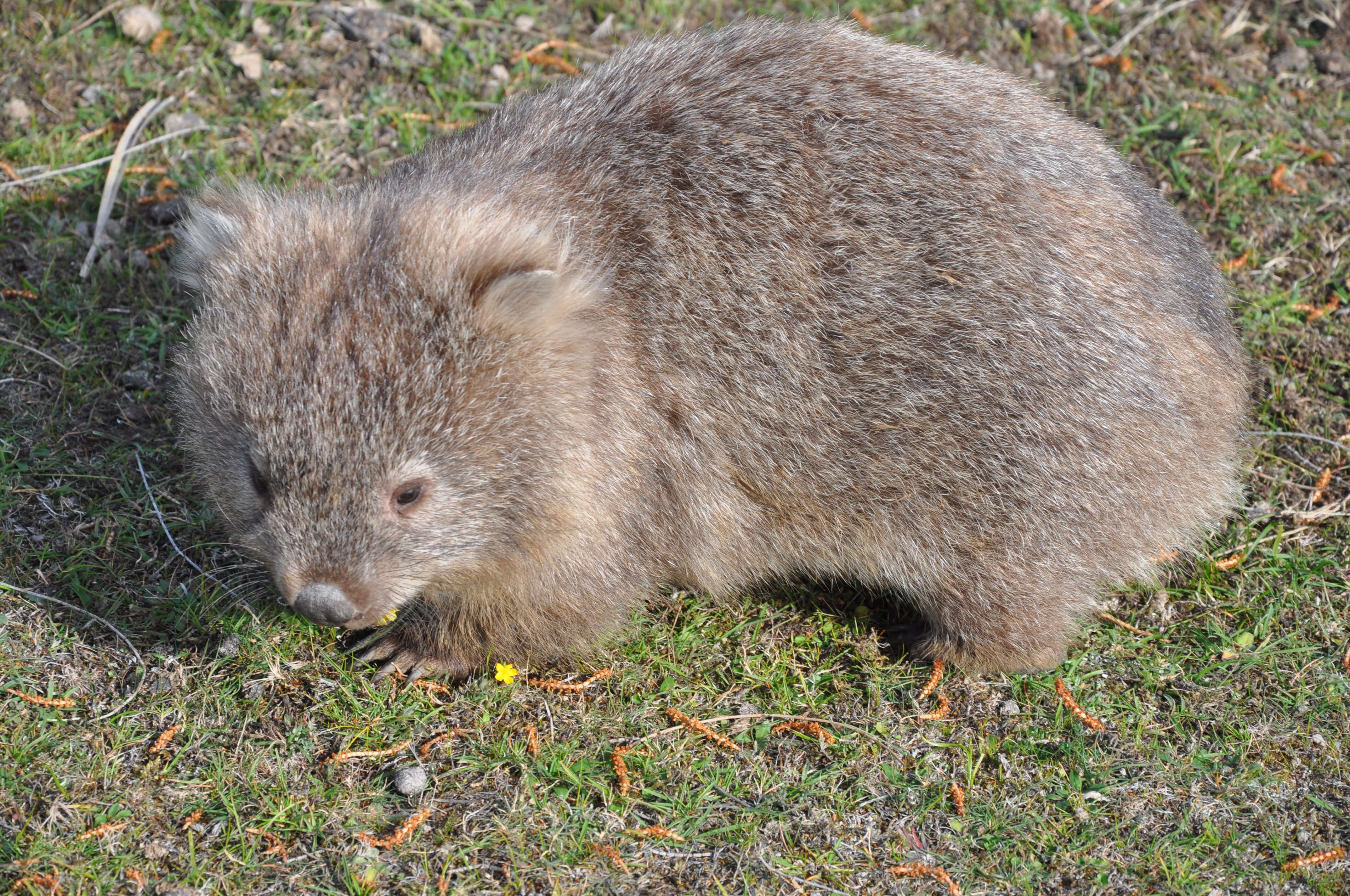 Image of Bare-nosed Wombats